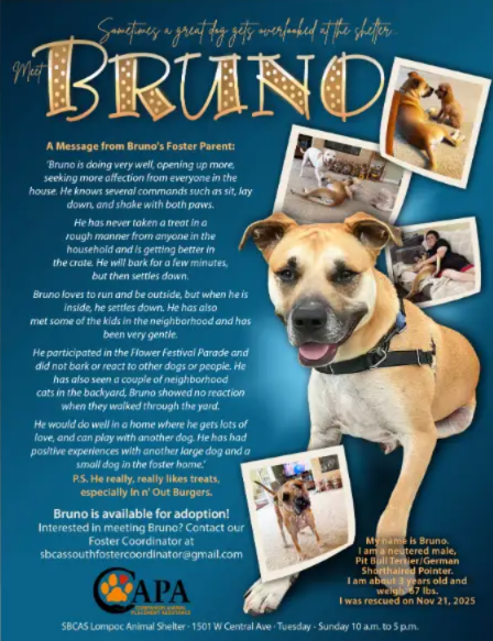 Bruno Has the Looks, the Brains, and the Heart—Now He Just Needs a Forever Home