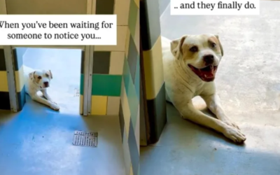 No One Was Paying Attention to This Shelter Dog Until He Gave a Visitor the Sweetest Smile