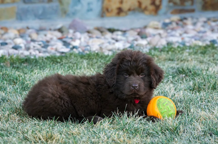 Newfoundland Has The Sweetest Way Of Making Sure His Puppy Sister Never Feels Left Out