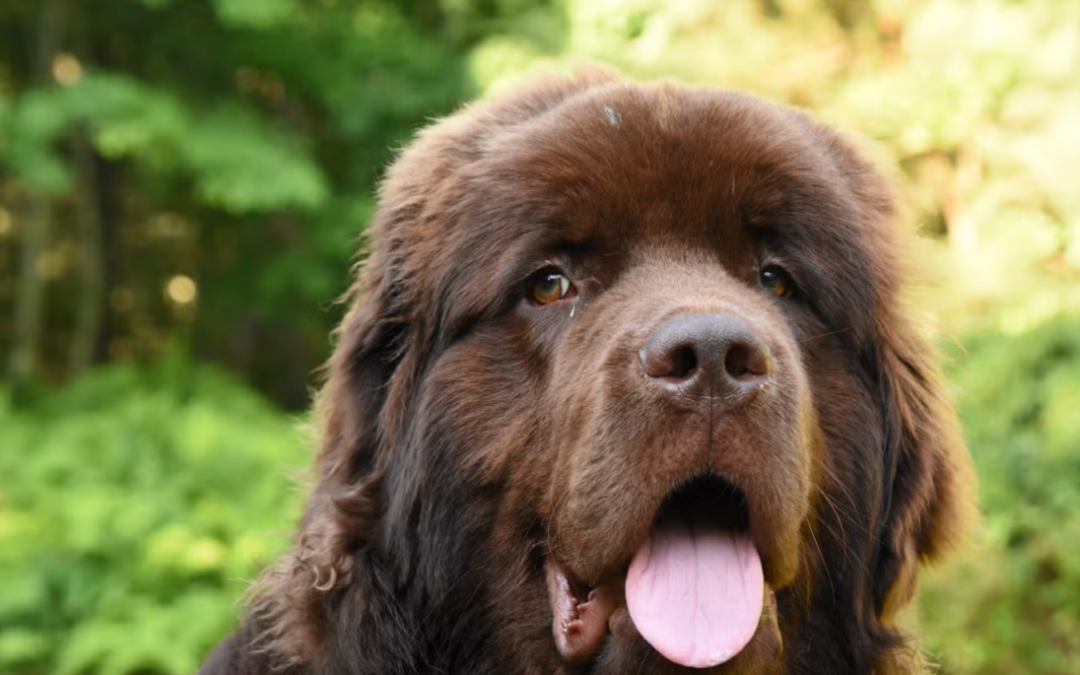 Newfoundland Is Convinced Every Guest Comes Over Just to See Him