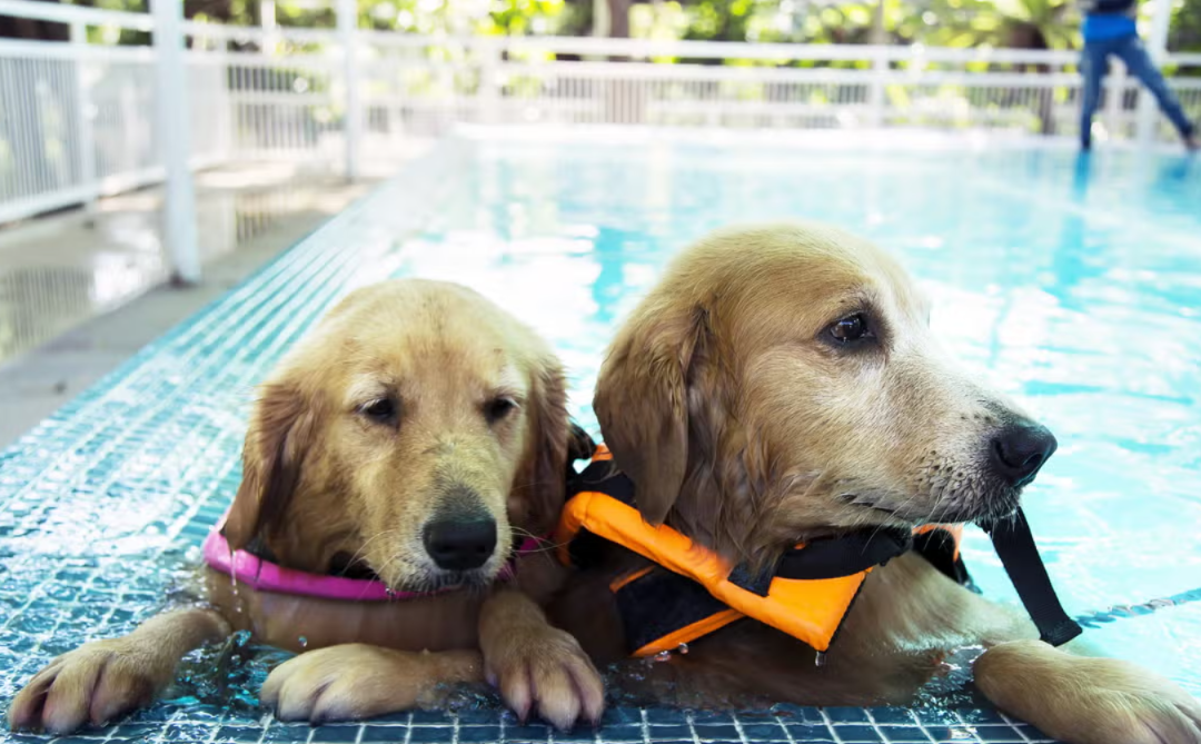 Golden Retriever Takes His Big Brother Duties To The Pool And Teaches Puppy Sister To Swim