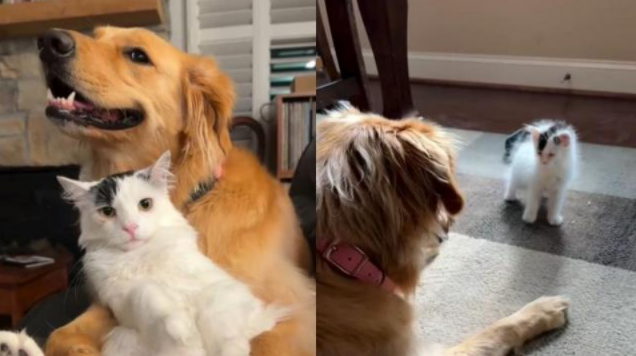 This Golden Retriever and Tiny Kitten Didn’t Hit It Off at First, But Their Friendship Is Too Sweet