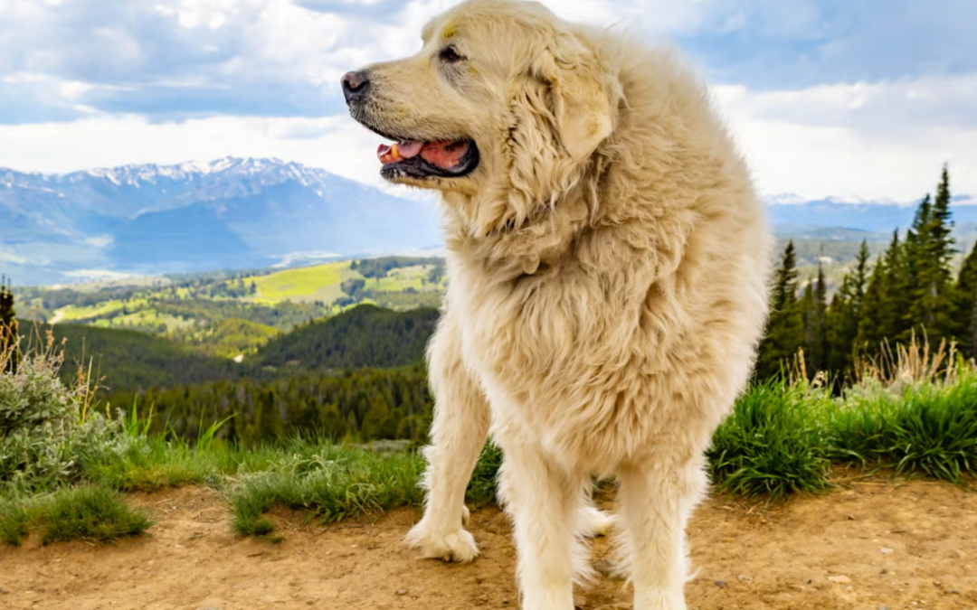 This Protective Dog Wasn’t About to Let Anyone Bother His Favorite Horse