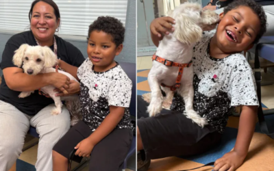 A Missing Dog’s Family Had Almost Lost Hope—Then a Microchip Changed Everything