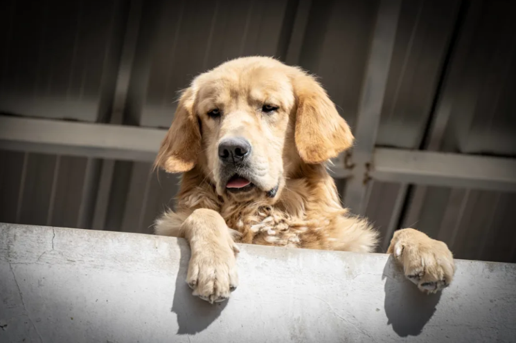 Mom Comes Home To A Very Angry Golden Retriever Who Has A Few Things To Say