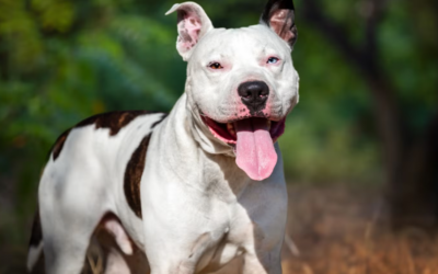She Lost Everything Before Her First Birthday, But Her New Life Is Beautiful