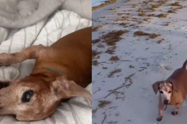 Abandoned Dog Shows Up On A Porch And Finds The Home He Was Meant For