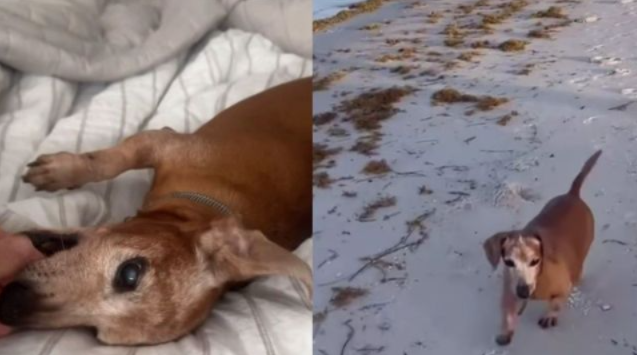 An Abandoned Dog Showed One Tiny Sign of Hope—and His Rescuer Refused to Give Up