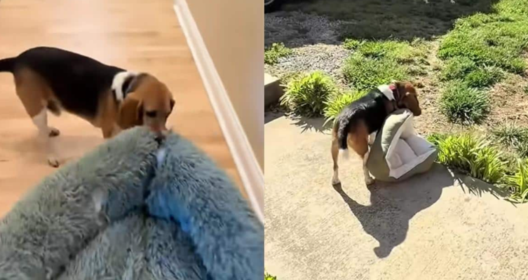 This Rescue Dog Decided the Cats’ Beds Belong Outside, and He Won’t Change His Mind