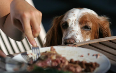 Before You Take Your Dog to Dinner, Make Sure They Know These Simple Rules