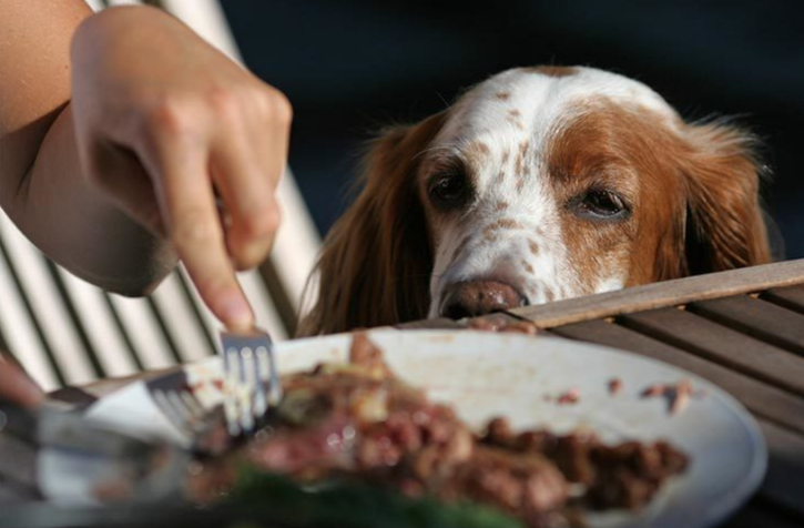 Before You Take Your Dog to Dinner, Make Sure They Know These Simple Rules