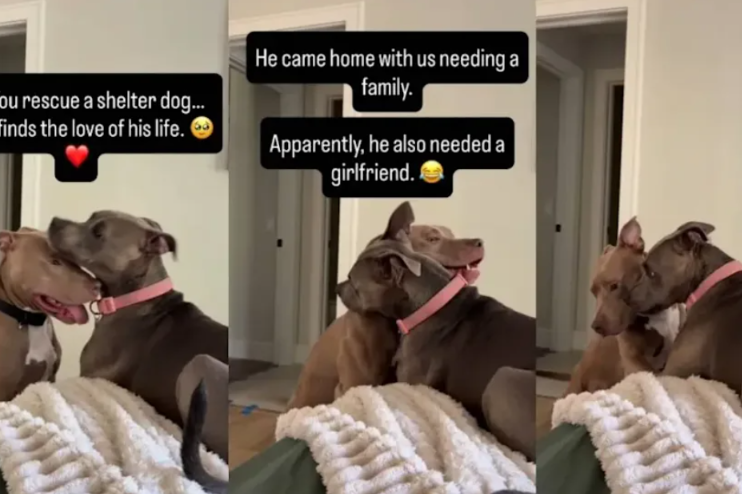 They Brought Home A Shelter Dog. They Never Expected Him To Find His Soulmate