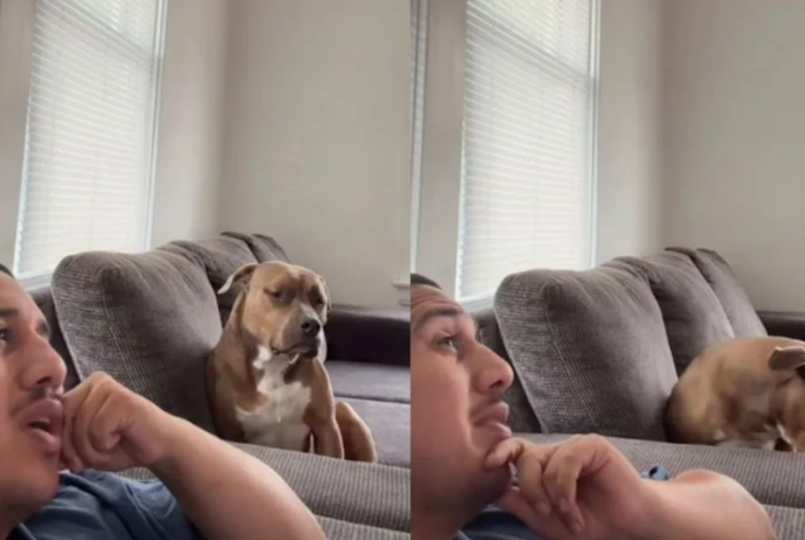 This Rescue Dog Had the Funniest Reaction to His Human’s Serious Relationship Talk