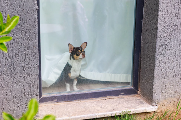 One Hour Alone Was Apparently Too Much for This Dog, Who Took Matters Into His Own Paws