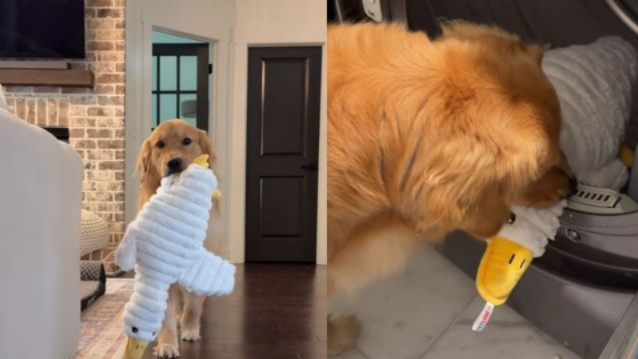Golden Retriever Gets His Favorite Duck Back and Acts Like He’s Been Reunited With His Best Friend