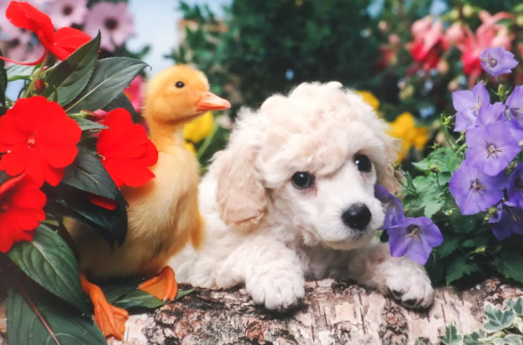 Tiny Ducklings Meet Chocolate Lab Puppies and Immediately Turn Them Into Pillows