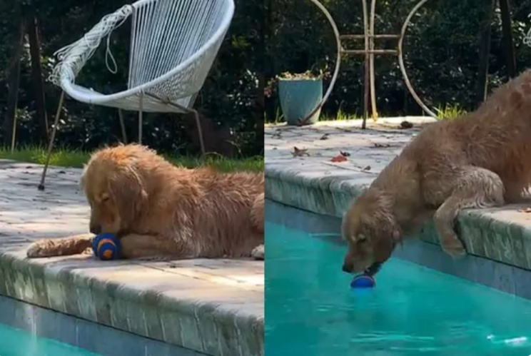 Golden Retriever Keeps Tossing His Ball Into the Pool for the Sweetest Reason