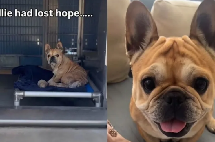 She Sat Quietly in Her Shelter Kennel, Waiting for Someone to Notice Her—Then They Did