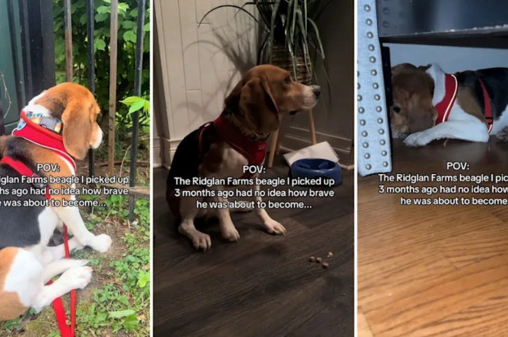After Months of Patience, Rescued Beagle Finally Walks Out of His Safe Spot