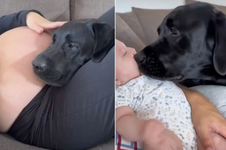 Mom Worried Her Dog Wouldn’t Accept the Baby, But His First Reaction Said It All