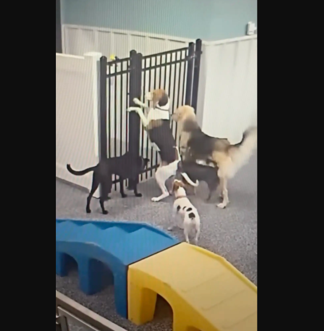 Security Camera Catches Dog Pulling Off The Great Daycare Jailbreak