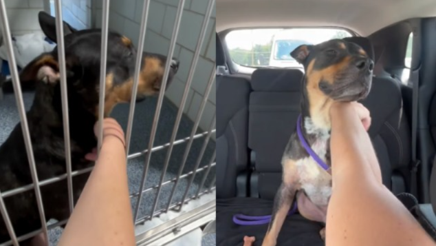 She Only Planned To Give This Shelter Dog A Day Out, But He Completely Won Her Heart