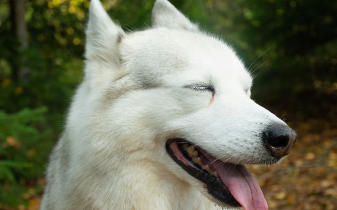 Wobbly Dog Meets Another Pup Just Like Him, And Their First Playdate Is Absolutely Heartwarming