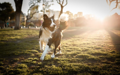 Your Dog Can Have Fleas Even If You Never See One—Here’s What Every Owner Should Know