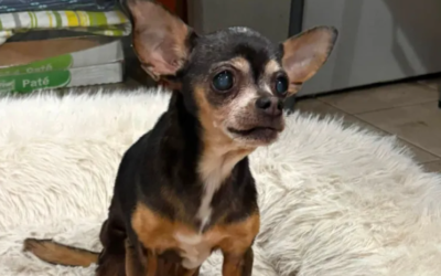 She Thought She’d Never See Her Dog Again. Then Someone Found Her 12 Years Later