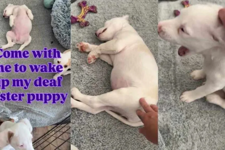 Deaf Foster Puppy Sleeps Through the Chaos Until Her Littermate Decides It’s Wake-Up Time