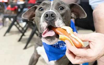 Hot Dogs, Baseball, and Forever Homes: 10 Shelter Pups Get a Night to Remember