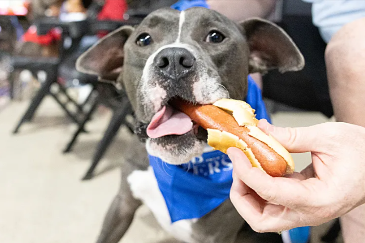 Hot Dogs, Baseball, and Forever Homes: 10 Shelter Pups Get a Night to Remember