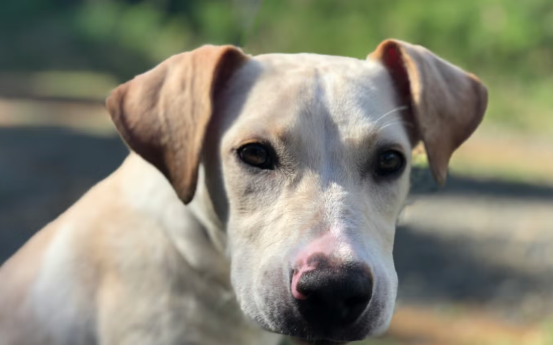 Rescuers Couldn’t Touch This Terrified Street Dog—30 Days Later, He Was Unrecognizable