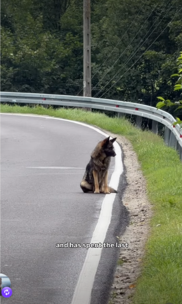 Abandoned German Shepherd Keeps Waiting at the Same Corner for His Family to Come Back
