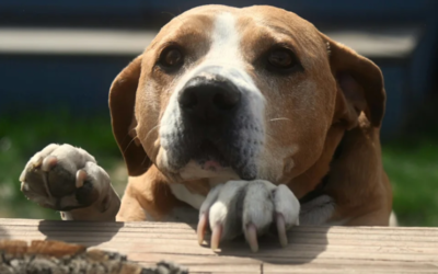 After 8 Years With His Family, Gunner Was Left at a Shelter—His Next Chapter Is Beautiful