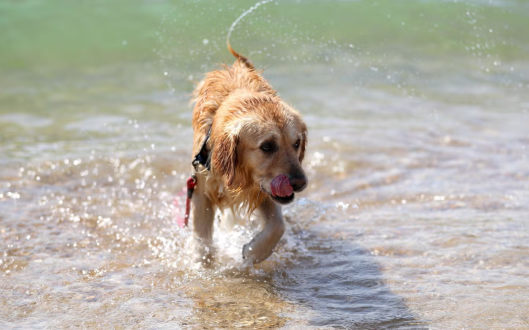 Golden Retriever Climbs Onto A Jet Ski With Dad And Looks Like He Was Born For It