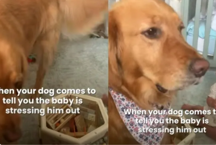 Golden Retriever’s Dramatic Side-Eye Says Everything About Life With a New Baby