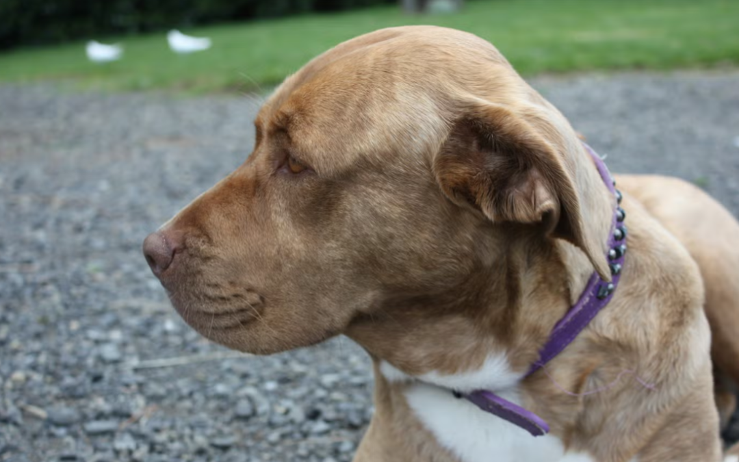Man Sees Shelter Dog Online And Drives 400 Miles Just To Bring Her Home