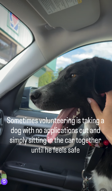 This Shelter Dog Was Too Scared To Explore, So His Volunteer Simply Sat Beside Him