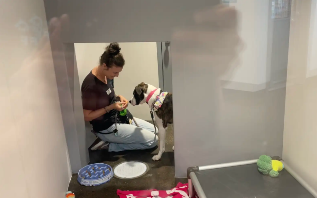 Dog Spent a Year at the Shelter After Her Mom Fell Into a Coma—Then They Found Each Other Again