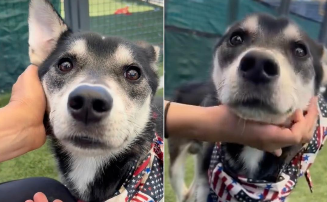 Shelter Worker Sees A Frail Dog Waiting In His Kennel And Instantly Feels Like His Mom