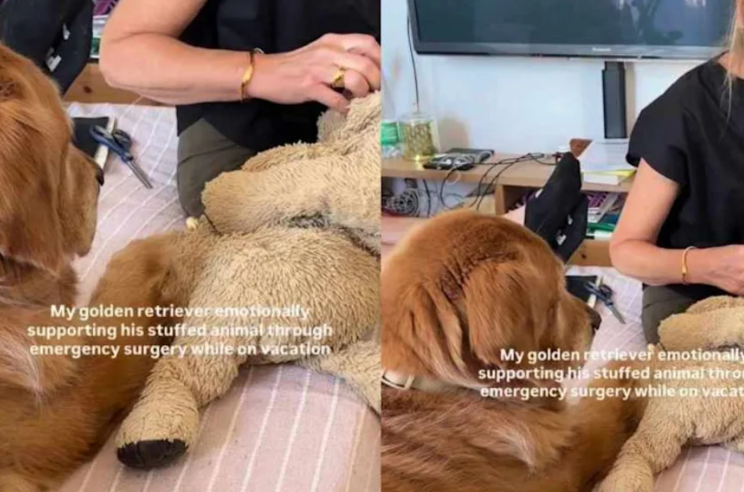 Golden Retriever Refuses to Leave His Stuffed Toy’s Side During Its ‘Operation’
