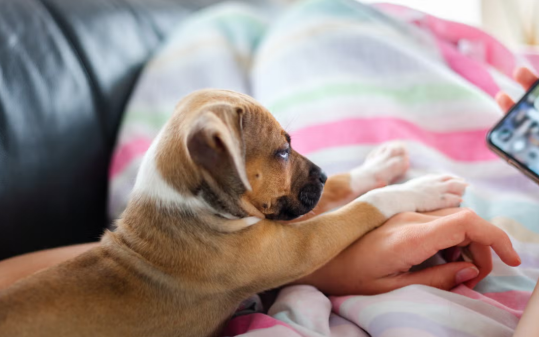Foster Puppy Tries on Ducky Pajamas and Completely Wins the Internet