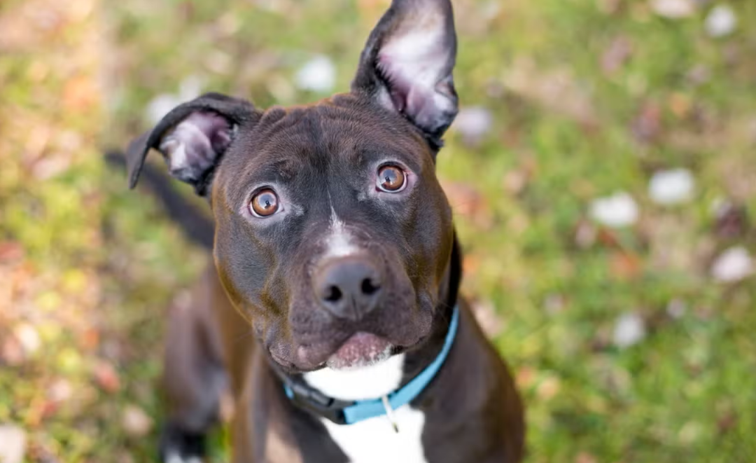 Terrified Rescue Dog Gives Her New Mom the Sweetest Little Sign She Finally Feels Safe