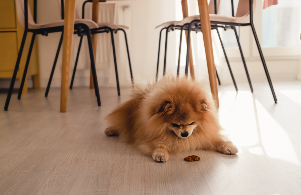 Teach Your Dog “Leave It” — This Simple Trick Could Save Their Life