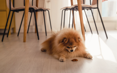 Teach Your Dog “Leave It” — This Simple Trick Could Save Their Life