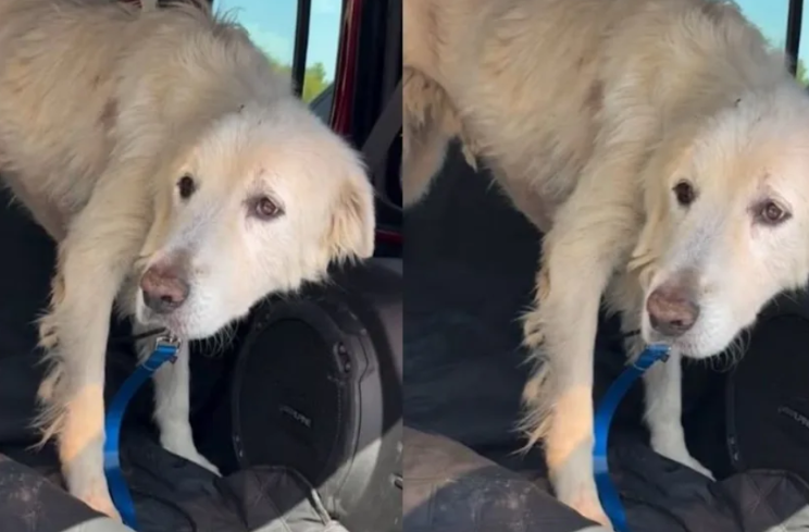 Shelter Dog Faces Her Final Days Until One Woman Gives Her a Reason to Hope