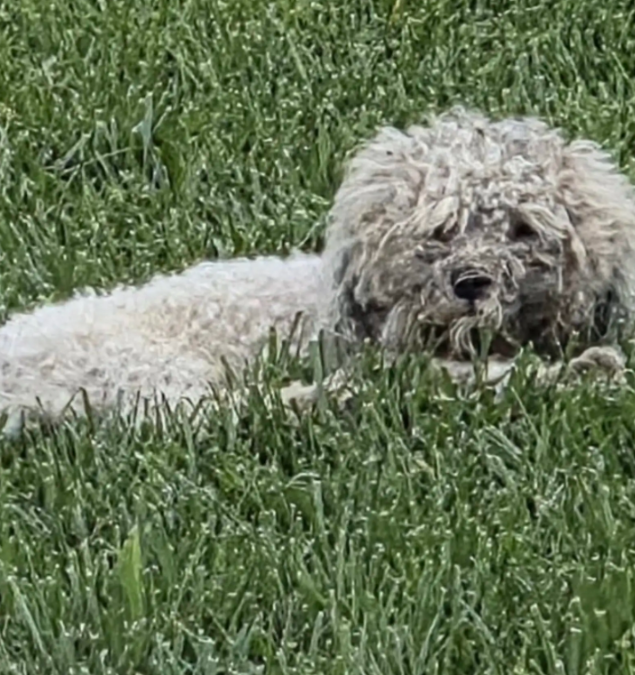 Dog Escapes Shelter And Spends 7 Days Searching For A New Life