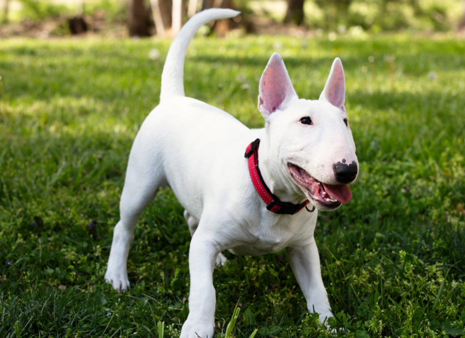 This Little Bull Terrier Found His Perfect Friends—and They Happily Welcomed Him Into the Flock