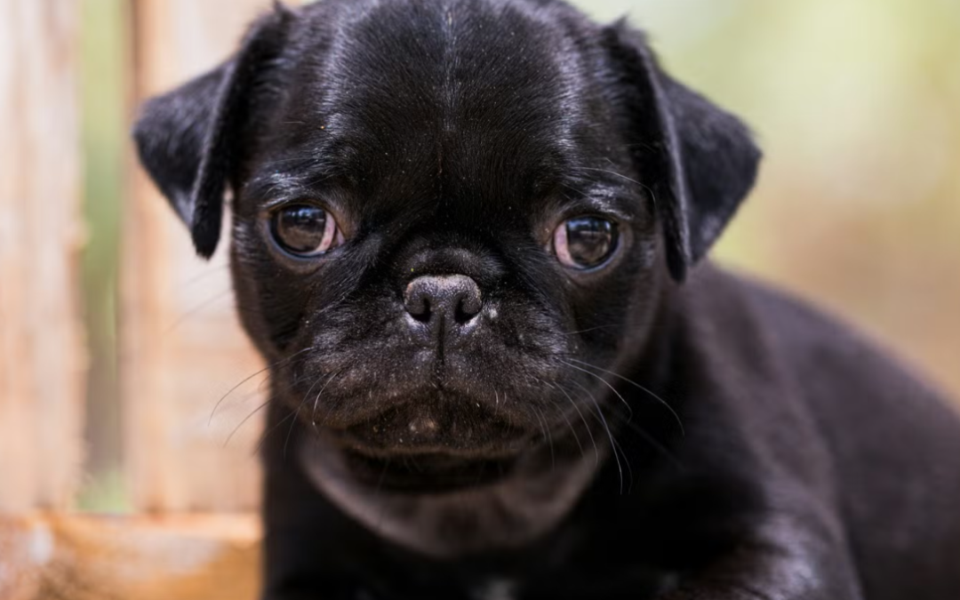 This Tiny Pug Puppy Had the Entire Vet Office Lining Up for Cuddles